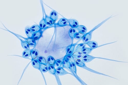 Este ser vivo no debería existir: No necesita oxigeno para sobrevivir