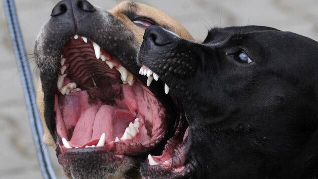 Un pitbull como éstos fue apuñado en Argentina.