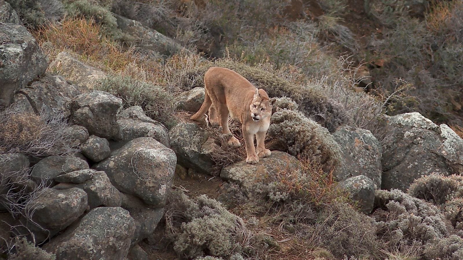 Puma en las Torres del Paine | Fotógrafo @reyzerzu