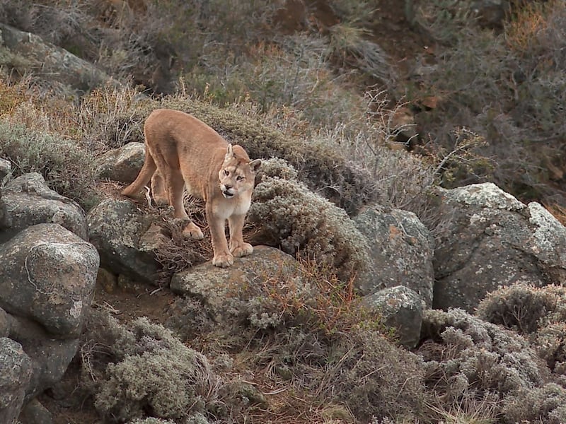 ¿Turismo de pumas?: Los grandes problemas que genera la poca regulación del avistamiento de la fauna en La Patagonia