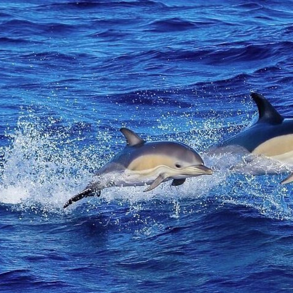 Delfines en el golfo de México hallan fentanilo en su tejido Delfines en el golfo de México hallan fentanilo en su tejido