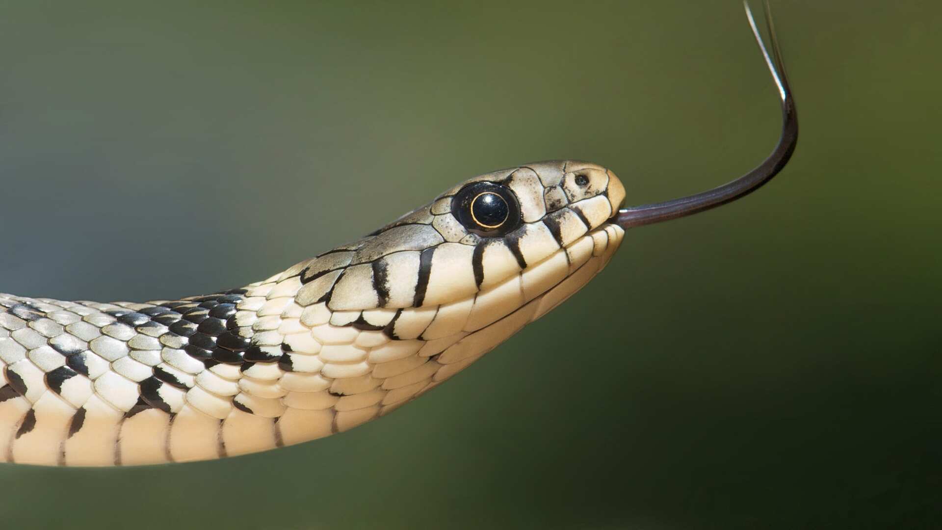 Serpente