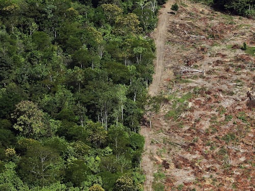 El Amazonas alcanza su mayor nivel de deforestación de los últimos años