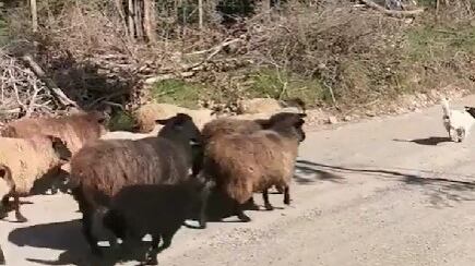 perrito ovejero de Valdivia