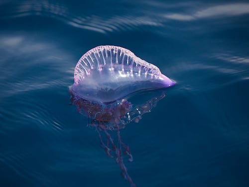 Fragata portuguesa reaparece en las costas de Chile: cómo reconocerla y qué hacer en caso de tener contacto con la especie