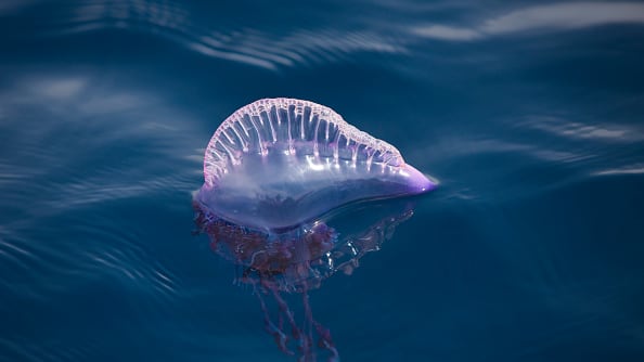 Carabela portuguesa puso en jaque a playas chilenas