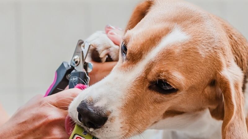 Mitos y verdades en los procedimientos de donación de sangre entre mascotas