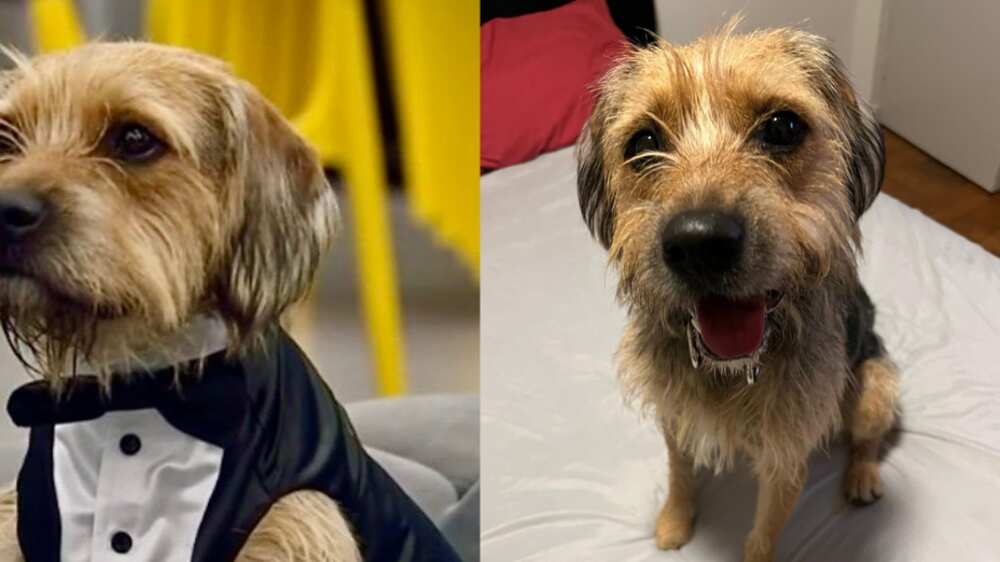 Bigote de Gran Hermano | Fuente: CHV