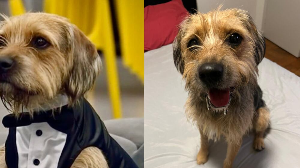 Bigote de Gran Hermano | Fuente: CHV