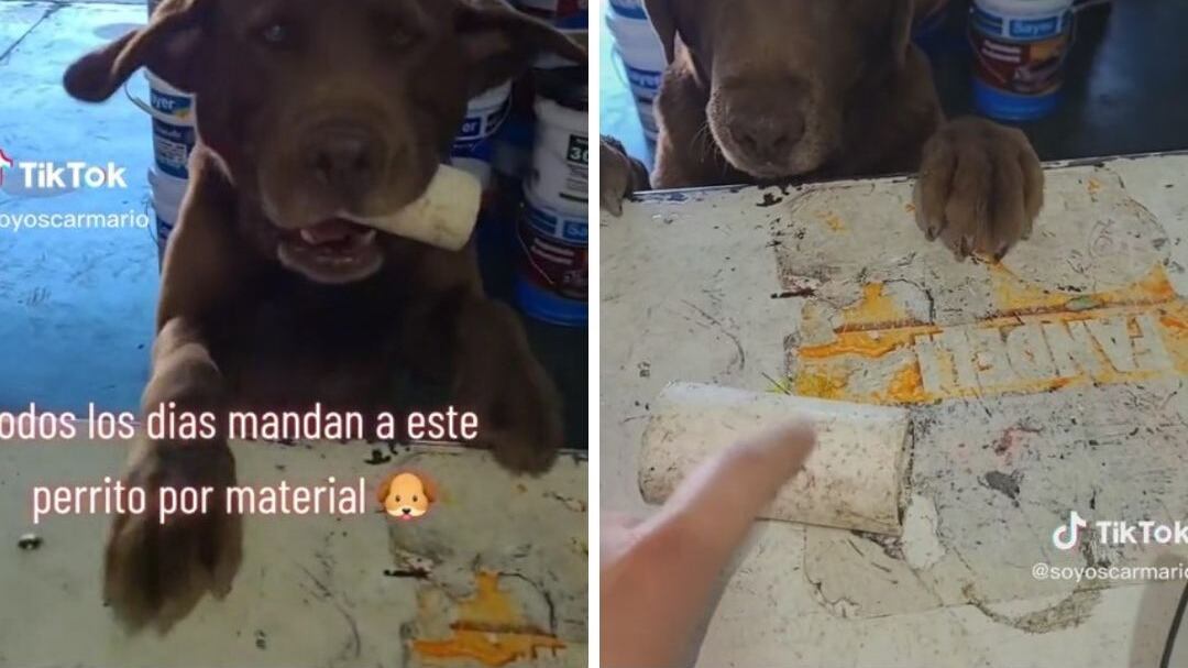 Tiktok perrito va a la ferretería