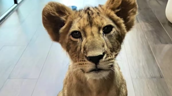 "Lion coffee" Cafetería para interactuar con cachorros de leones