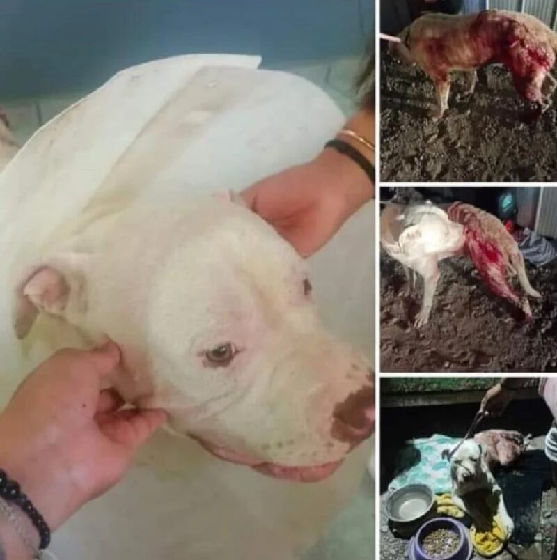 Perro agredido en Copiapó, foto Soy Chile Copiapó