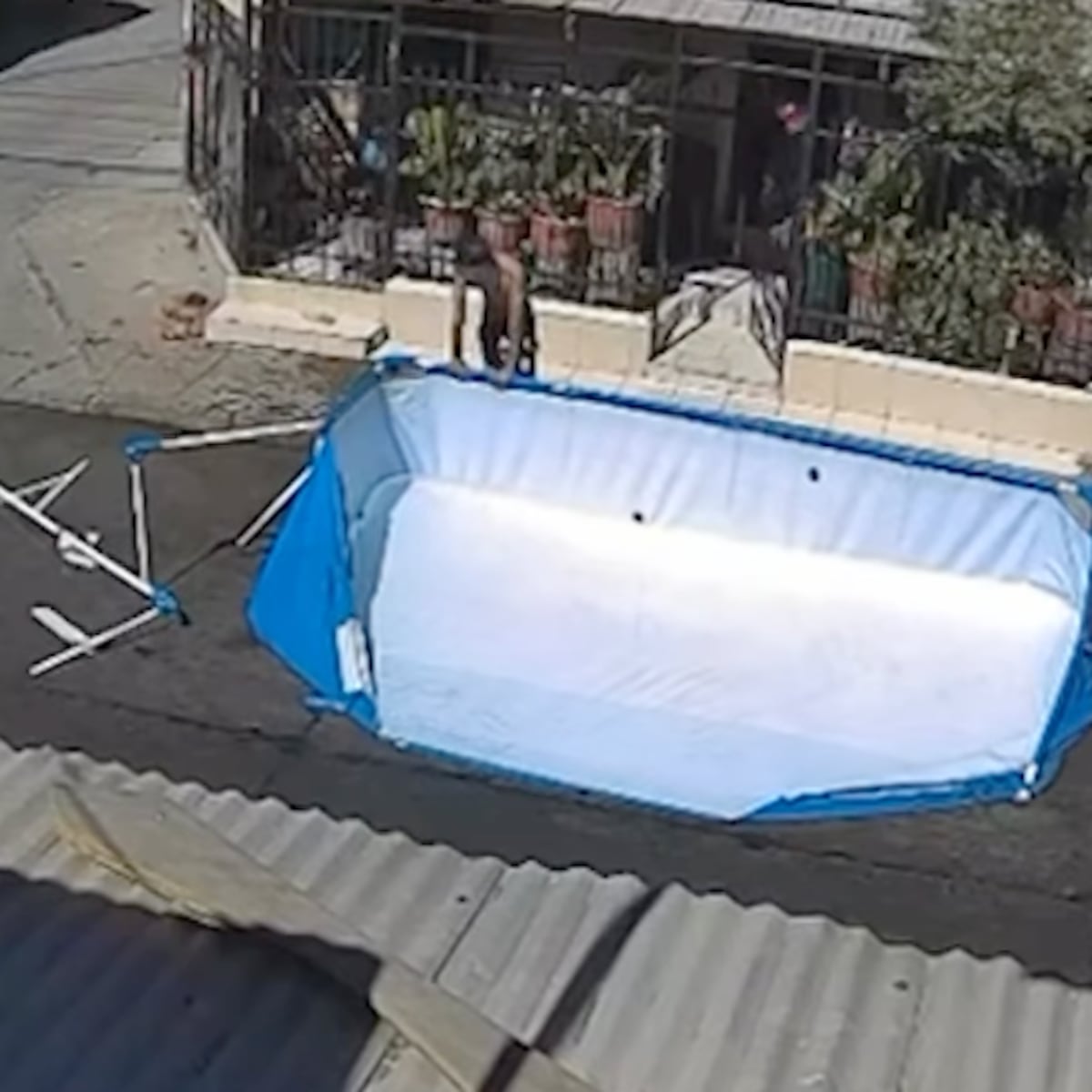 Dueña de piscina en la calle arrasada por conductor ebrio explica su situación Dueña de piscina en la calle arrasada por conductor ebrio explica su situación