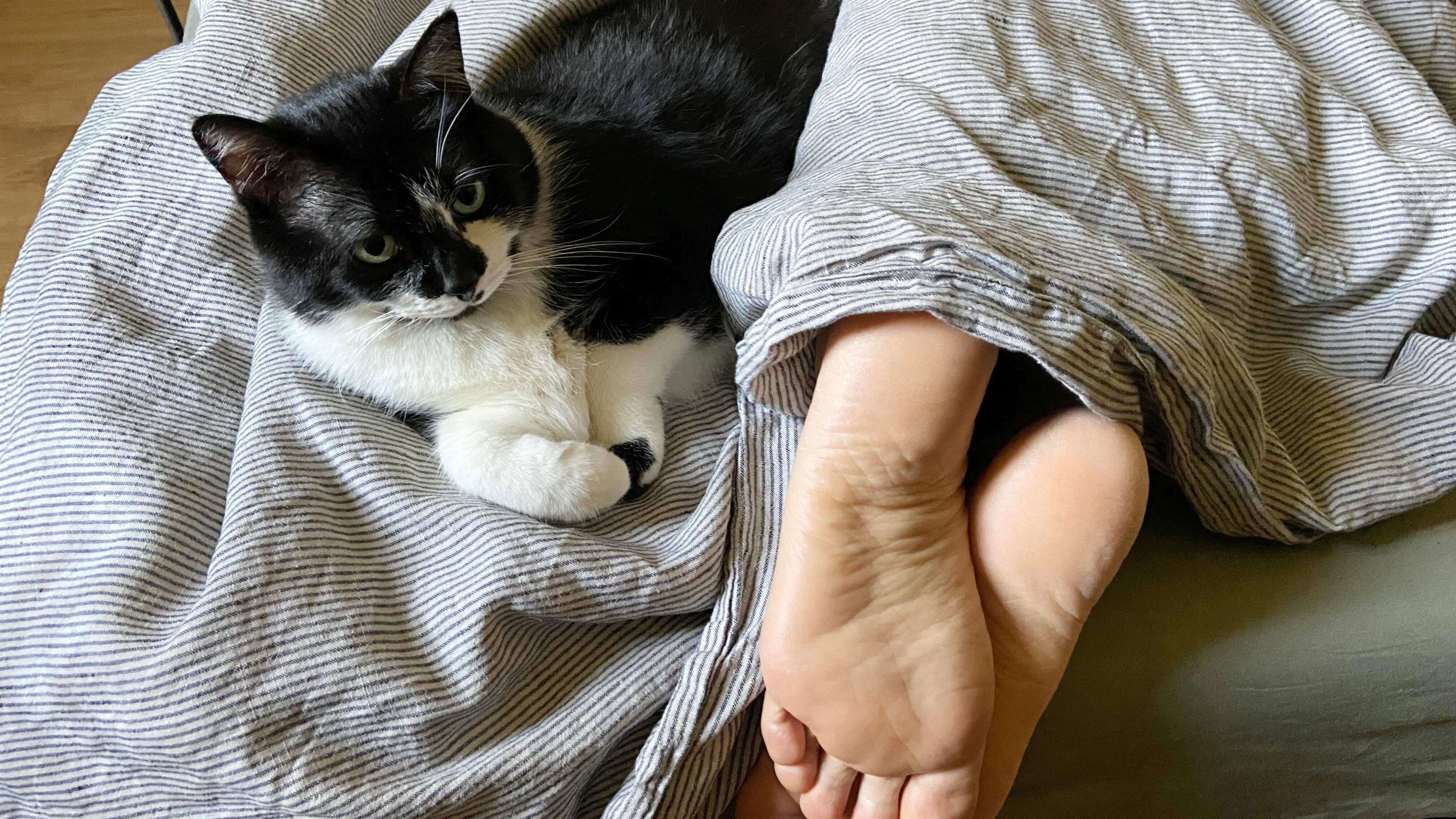 Cómo controlar la diabetes en gatos