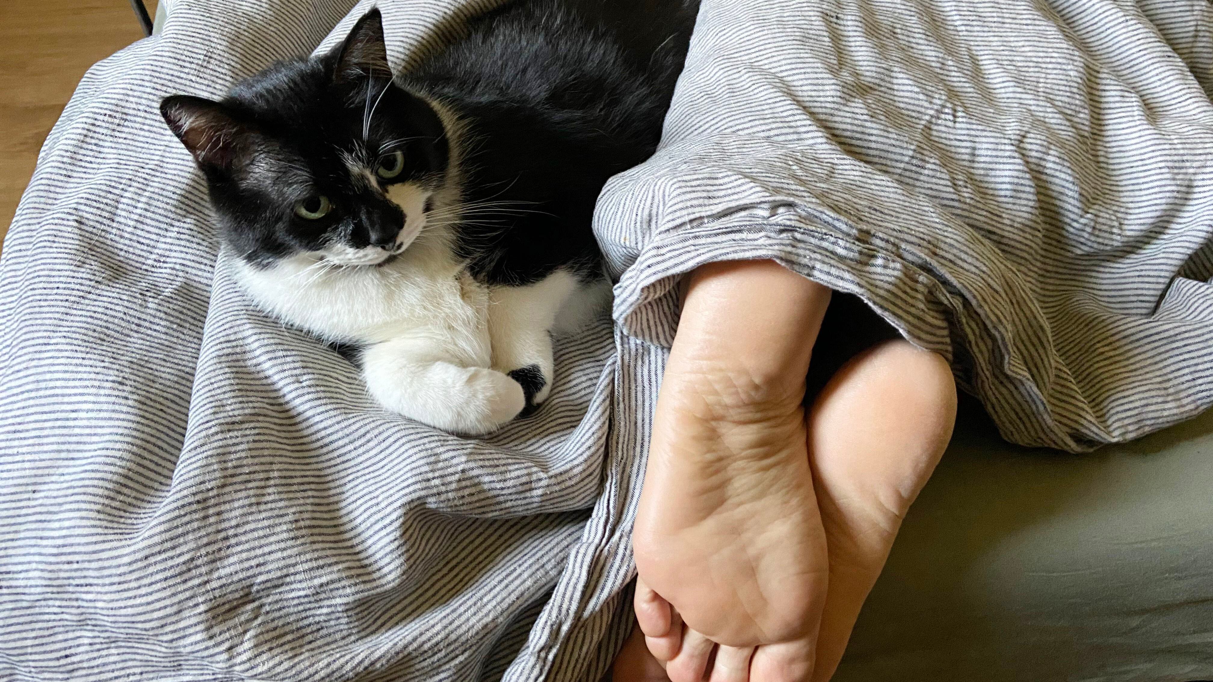 Cómo controlar la diabetes en gatos