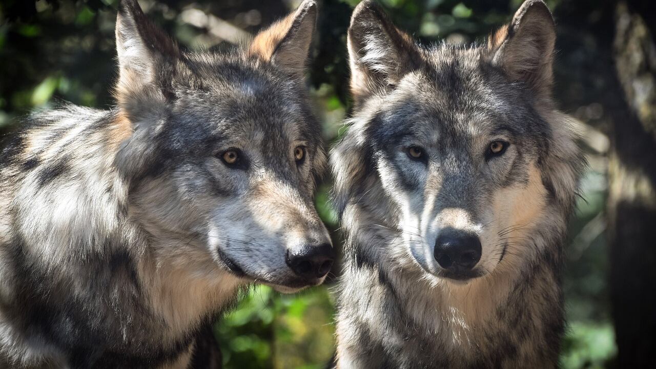 Lobos