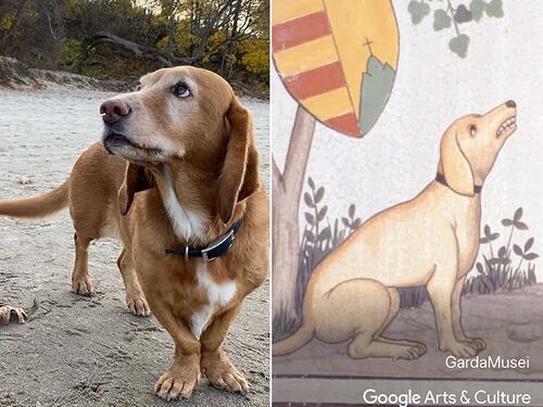 Encuentra el parecido de tu mascota en la historia del arte