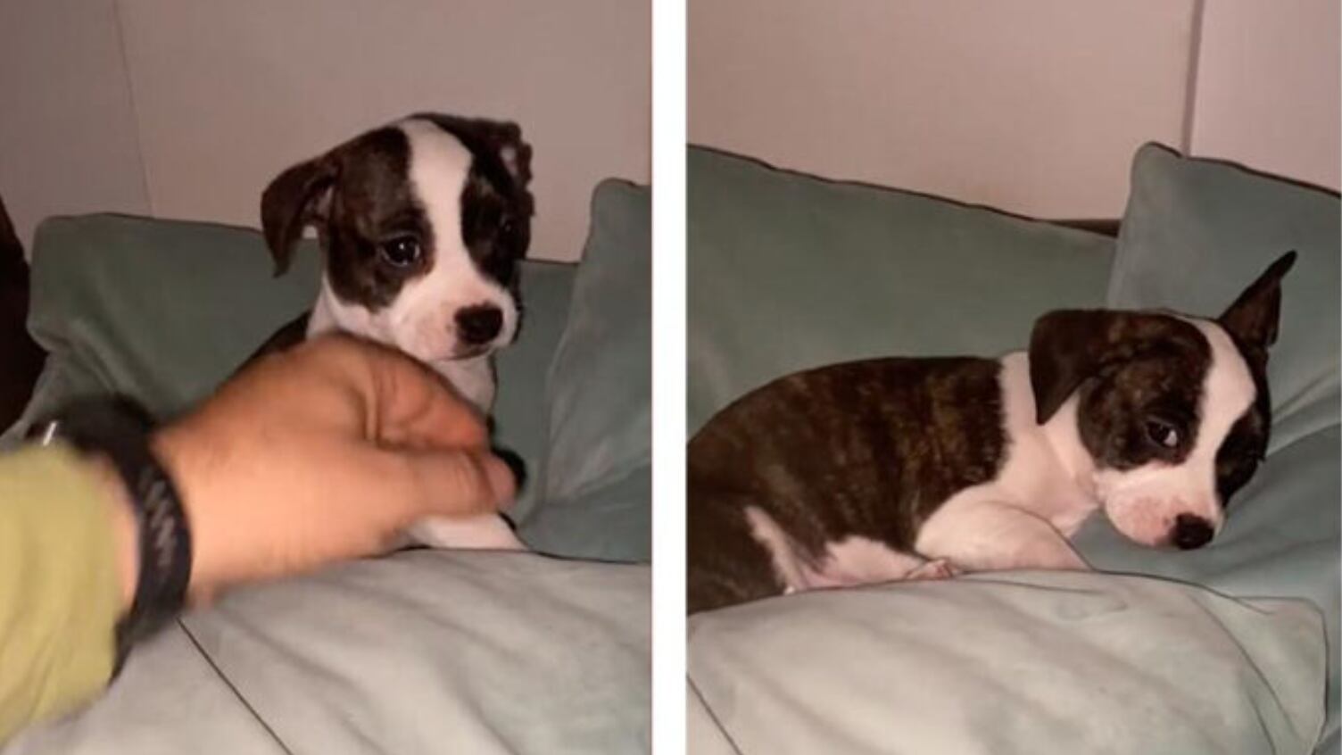 Los perritos son los más adorables