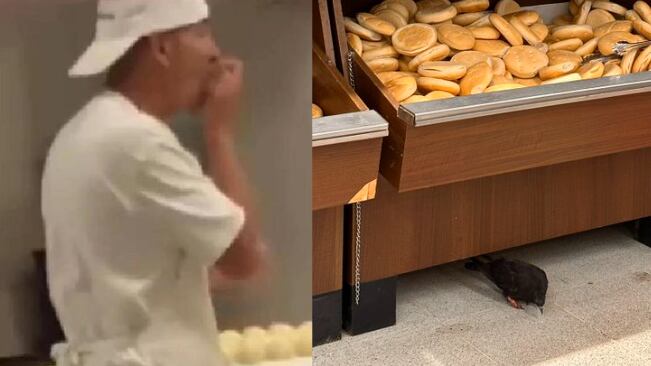 Este lunes la Seremi de Salud de Antofagasta inició un sumario a un supermercado Unimarc. El procedimiento sanitario se produjo tras constatar la existencia de fecas de palomas en el área en que se construyen las nuevas instalaciones de panadería del recinto.
De acuerdo a Jéssica Bravo, secretaria regional ministerial de Salud, los funcionarios de la Unidad de Alimentos de la institución del Gobierno, llegaron al recinto ubicado en Avenida José Miguel Carrera, sector Parque Brasil, a partir de una denuncia vía redes sociales.
En la publicación se mostraba a una paloma debajo de los estantes en el que se vende pan a granel. Después de la fiscalización, se pudo constatar que el pan no se elabora en el recinto, sino que viene del supermercado Papino. Esto, de manera que fueron observados trabajos de reparación de las maquinarias.
Al mismo tiempo, las acciones de inspección corroboraron que no existían fecas de aves en el área de elaboración, aunque Bravo expuso que sí fue posible encontrar heces de paloma en el techo que cubre el área de panadería, al interior del supermercado.
Ante este hecho, la Seremi inició el respectivo sumario. Esto, aún cuando el supermercado materializó actividades de sanitización por medio de una empresa de control de plagas, tras la aparición del video con la acusación.
Por otro lado, se habría confirmado que el ingreso de la paloma al recinto se habría efectuado por la puerta principal de acceso al público, las que mantienen en mal estado su cierre automático, ya que al interior del supermercado no fueron hallados forados u otro tipo de rendijas por donde pudieran ingresar las aves.
Sin embargo, este no es el primer hecho en que se ve involucrada la panadería de este supermercado Unimarc del sector Parque Brasil. Hace 3 semanas, otra situación lo apuntaba en la dirección de una polémica sanitaria, tras hacerse público el video de un panadero lamiendo las masas de los panes.
En el registro que se hizo viral, se observaba al panadero amasando el producto, cuando de un momento a otro, comenzó a lamer la masa que iba a hornear, y más tarde, poner a la venta.
De esta manera, el episodio de la paloma vuelve a poner en tela de juicio al supermercado Unimarc, que arriesga una sanción que varía entre un décimo y las mil UTM.