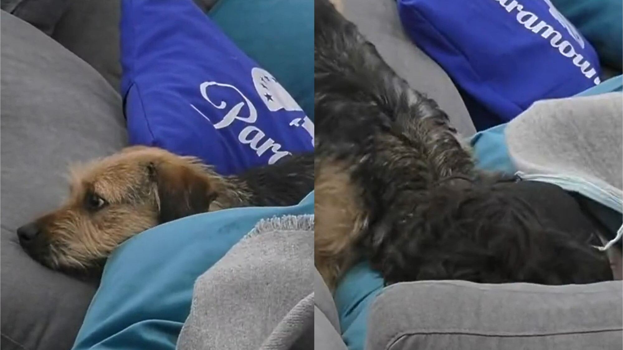 Lucas Crespo maltrato a Bigote | Captura