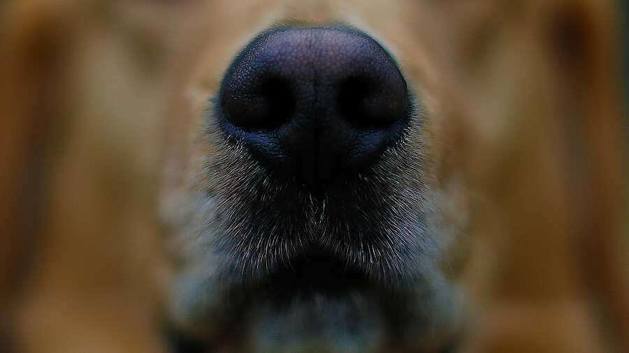 Investigan denuncia de zoofilia contra perro en Maipú