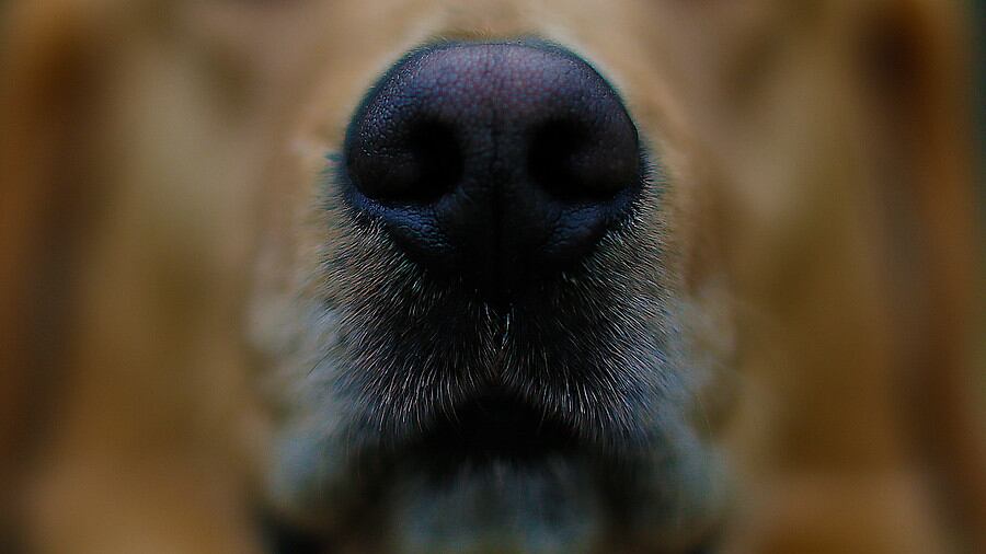 Investigan denuncia de zoofilia contra perro en Maipú