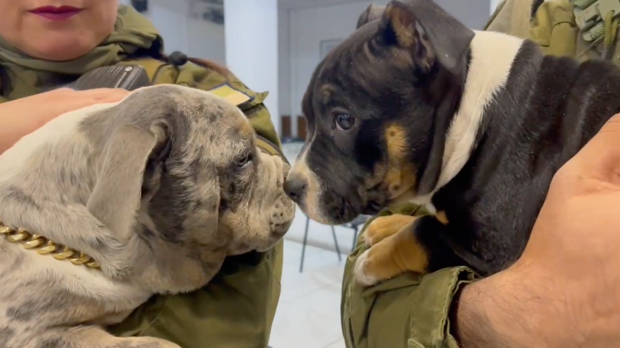 Perros rescatados por Carabineros