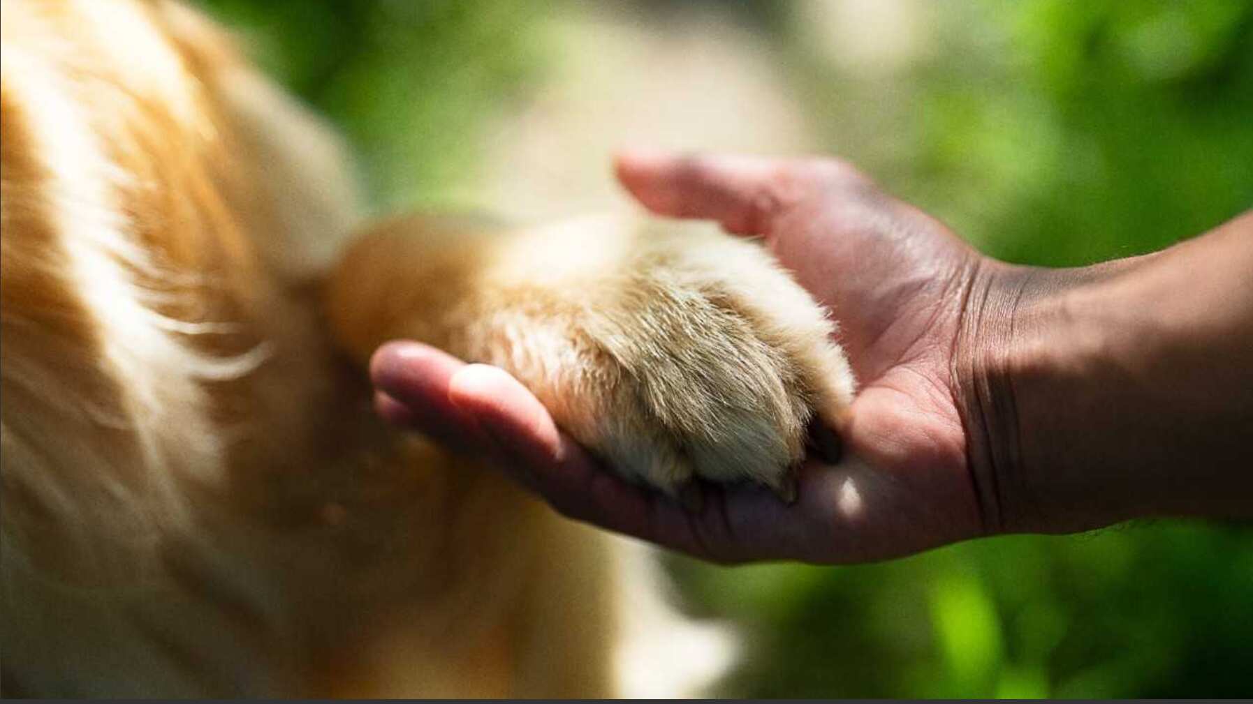 mascota es el mejor amigo