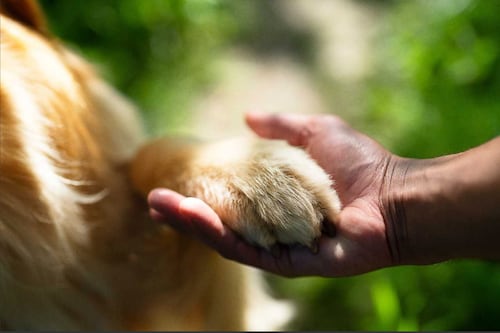 Aprueban primer trámite en el Congreso de proyecto que extiende permiso laboral por fallecimiento de mascota
