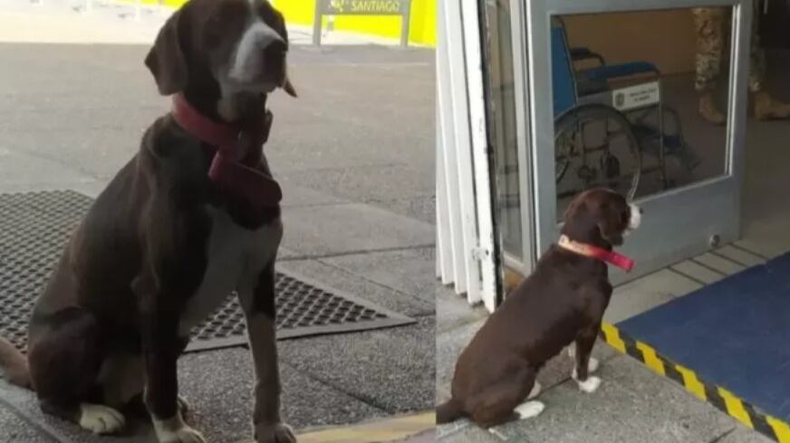 Perrito esperando a elector