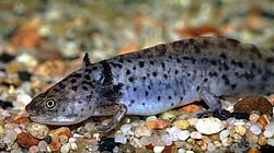Su extraordinaria capacidad de regenerar partes de su cuerpo sigue asombrando a la ciencia, aunque la pérdida y el deterioro de los ecosistemas acuáticos lo ponen en riesgo. Foto: Wikipedia.