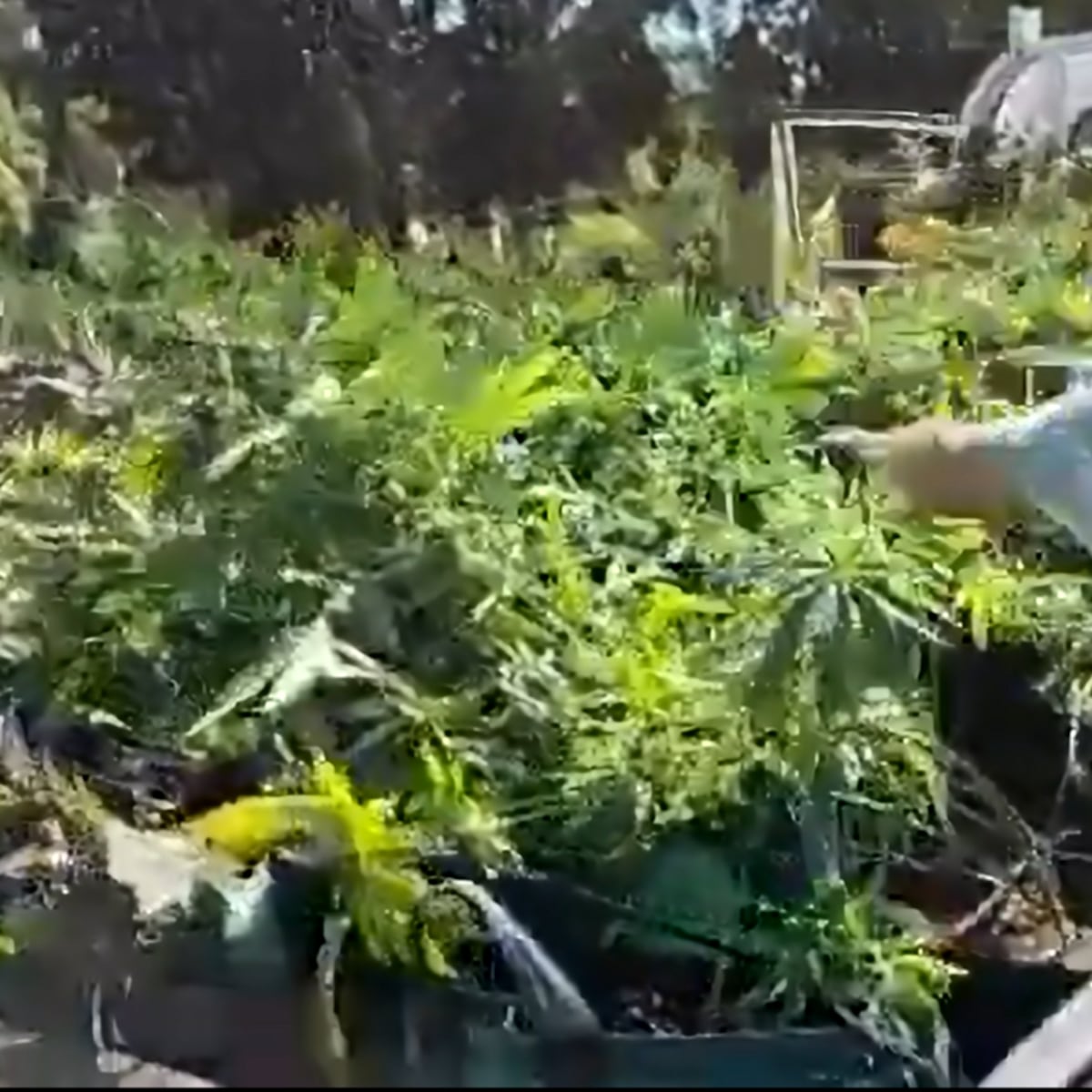 Error olfativo revela laboratorio clandestino de marihuana en Quintero Error olfativo revela laboratorio clandestino de marihuana en Quintero