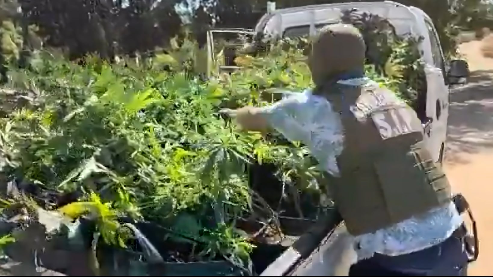 Desbaratan "imperio" verde en Valle Alegre: SIP de Carabineros incauta millonario cargamento de marihuana listo para ser comercializado en el litoral.