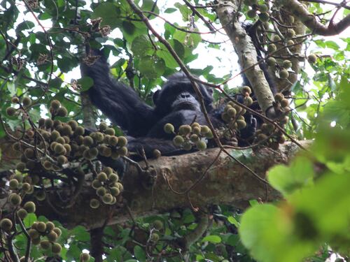 Chimpancés toman el equivalente a dos copas de alcohol al día