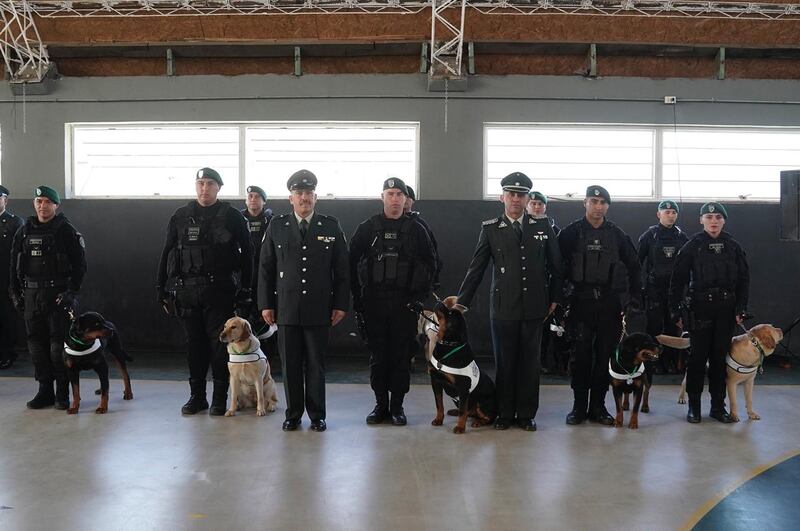 Perritos de Gendarmería que pasaron a retiro