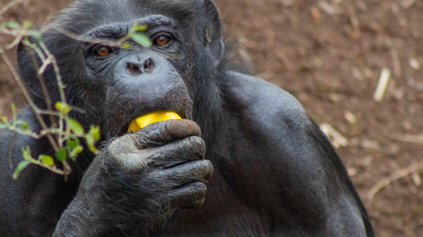 Zoológico Metropolitano