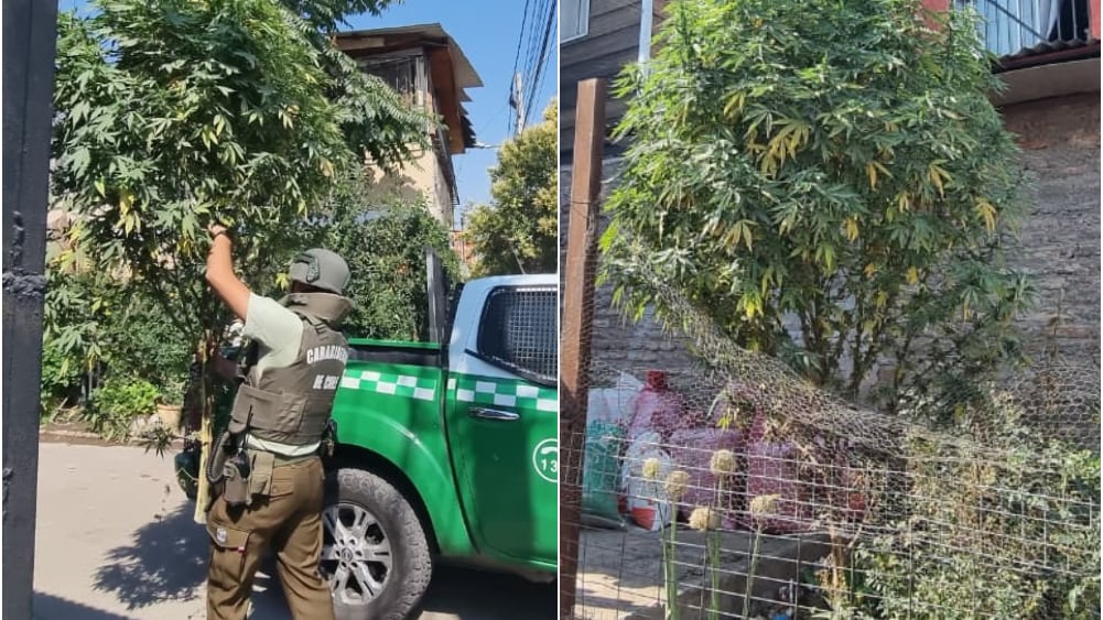 La enorme planta de marihuana estaba en plena vía pública