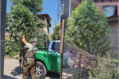 Con todo el “espíritu navideño”: Carabineros descubre planta de marihuana que estaba adornada como Árbol de Pascua en plena calle en San Bernardo