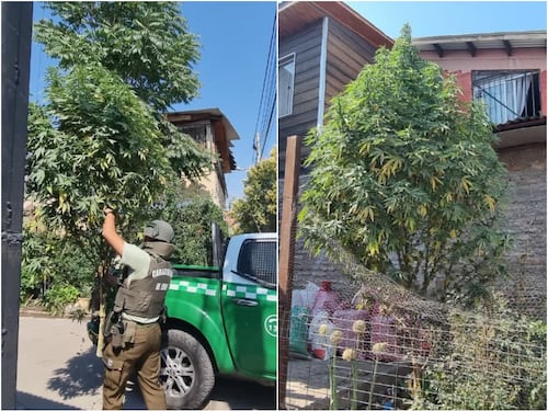 Con todo el “espíritu navideño”: Carabineros descubre planta de marihuana que estaba adornada como Árbol de Pascua en plena calle en San Bernardo
