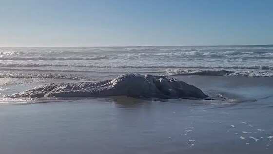 El hallazgo desconcertó a los vecinos