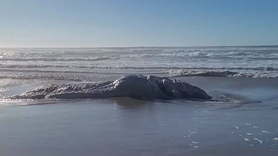 El hallazgo desconcertó a los vecinos