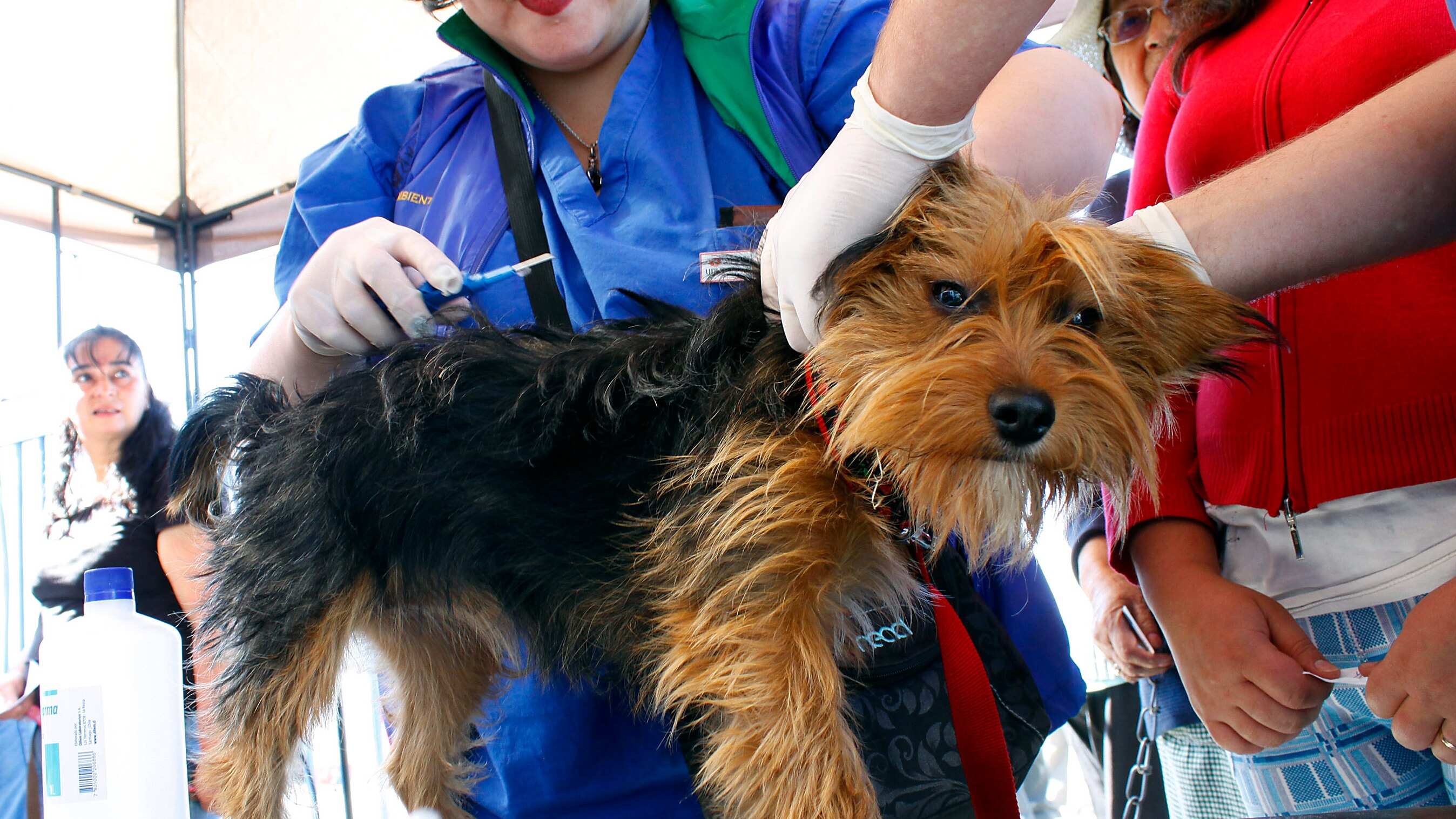 Día mundial contra la rabia animal