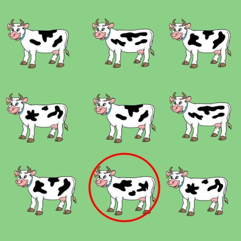 Aquí está la vaca diferente.