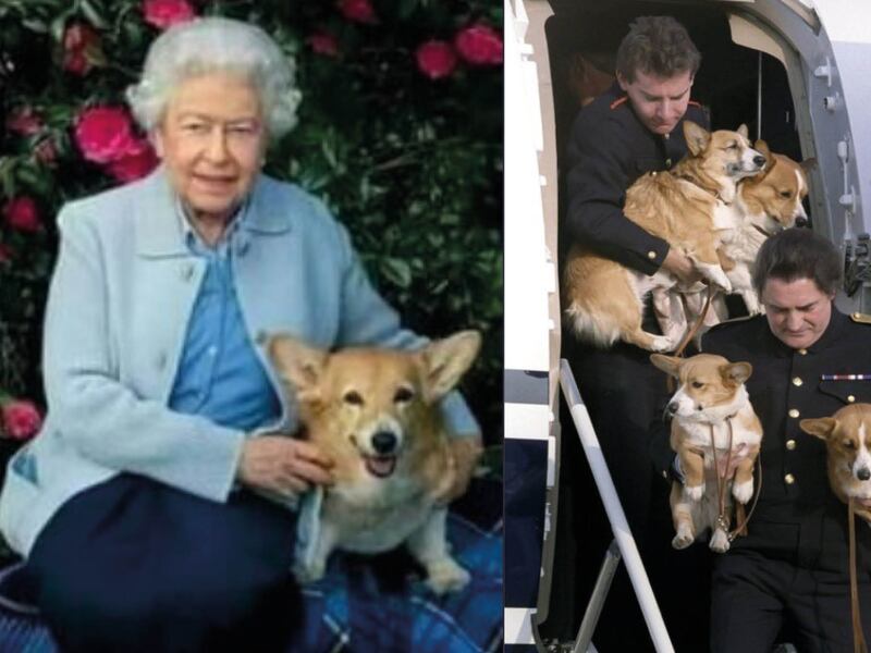 Precios de perros corgis rompen récord en Reino Unido tras muerte de la reina Isabel II