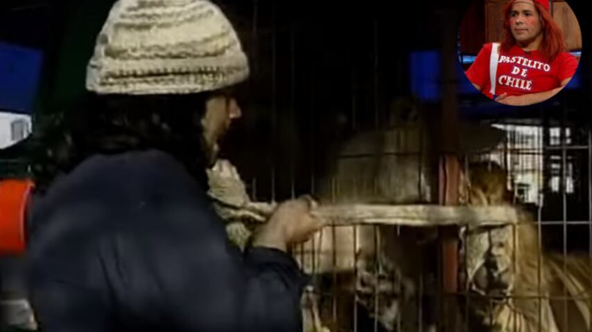 Agustín Maluenda, más conocido Tachuela Chico por su personaje Pastelito, recordó en el programa Podemos Hablar de CHV, una situación extrema que tuvo en el circo con el fallecido animador Felipe Camiroaga y un león. Capítulo que saldrá emitido este viernes.
“Con mi gran amigo Felipe Camiroaga, él llegaba al motor home a tomar desayuno tempranito”, relató.
El problema fue que Camiroaga se acercó a la jaula de los leones, y empezó a jugar con su bufanda, molestando a uno de ellos. A pesar de la advertencia que le hacia Pastelito.
Tachuela Chico contó historia con Camiroaga
“Me dice, ‘si yo he tenido animales, tengo cóndor, tengo caballo’. Pero es otra cosa. De repente empezó a molestar con la bufanda en la cara del león, el león se descuidó de él, riéndose, le pescó la bufanda, empezó a llevárselo a la reja. Cuando lo veo estaba pegado a la reja. Lo único que atiné fue agarrarlo, lo saqué completo, pero ya se fue con la mitad de la bufanda el león”, desclasificó Tachuela.
Además, contó que esa bufanda Felipe Camiroaga la siguió ocupando, durante todo el tiempo que el hizo su divertido personaje popular, el “Washington”.
“Una historia trágica, pero con un poco de humor, del gran Felipe, al que le mando un cariñoso abrazo al cielo”, le dedicó.
Finalmente, Tachuela Chico relató una experiencia personal que sufrió con un oso siberiano.
“Una de las tigresas le estaba saliendo un poquito de sangre en su oreja. Yo pongo la mano, y había dos osos siberianos, lo único que sentí, fue un calambre en mi mano (...) cuando miro mi dedito, se había ido con la primera falange en mi dedo”, contó en el programa que se verá este viernes. junto a la entrevista de Daniela Aránguiz hablando de la relación de su ex marido Jorge Valdivia y Maite Orsini.