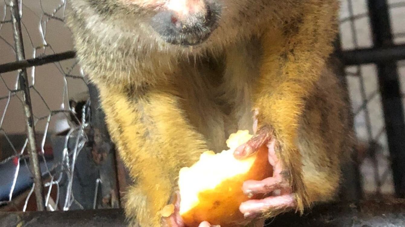 Mono ardilla imagen Tele13