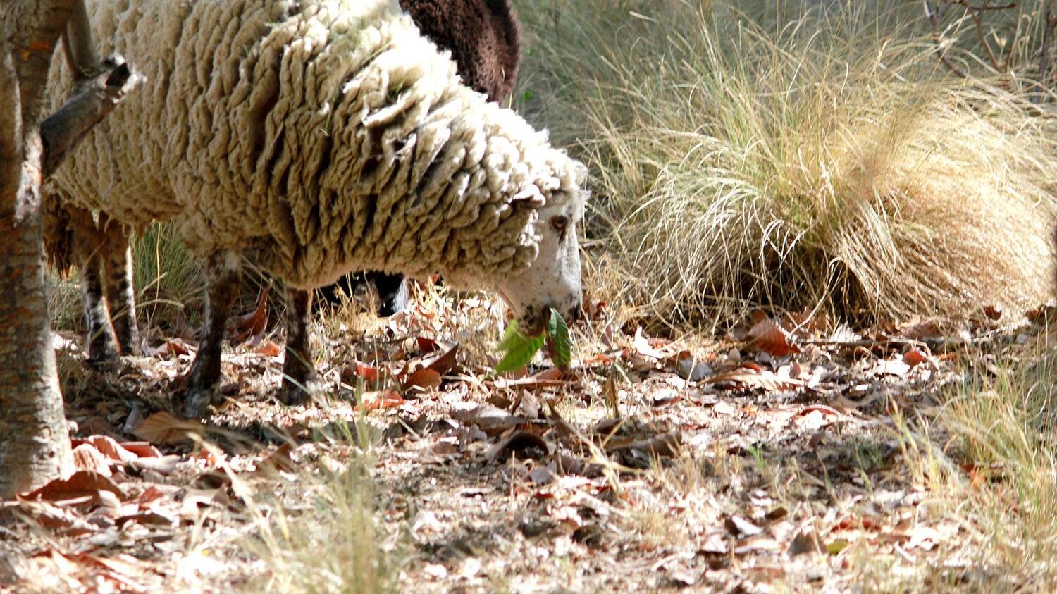 Ovejas de la Universidad de Chile