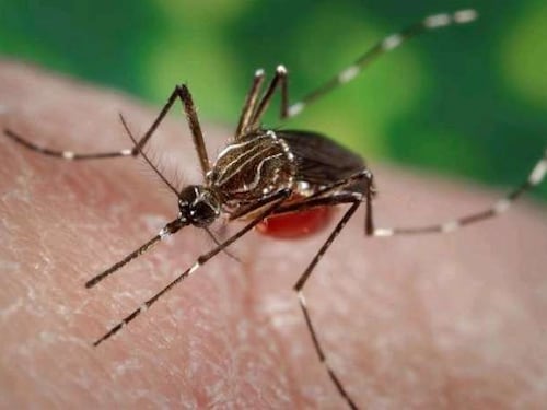Mosquito Aedes aegypti habría sido hallado en el Aeropuerto de Santiago: es el transmisor del dengue y la fiebre amarilla