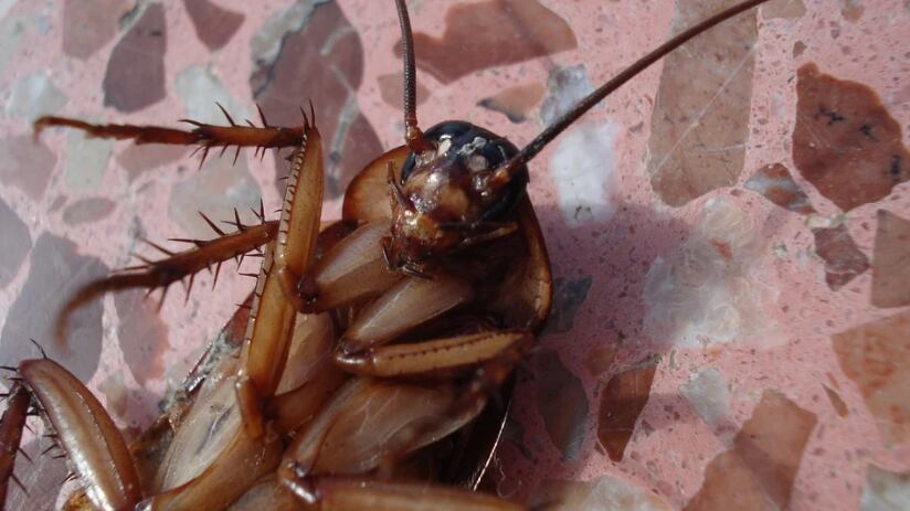 ¡Adiós cucarachas! Aprende cómo evitarlas con estas 3 recomendaciones