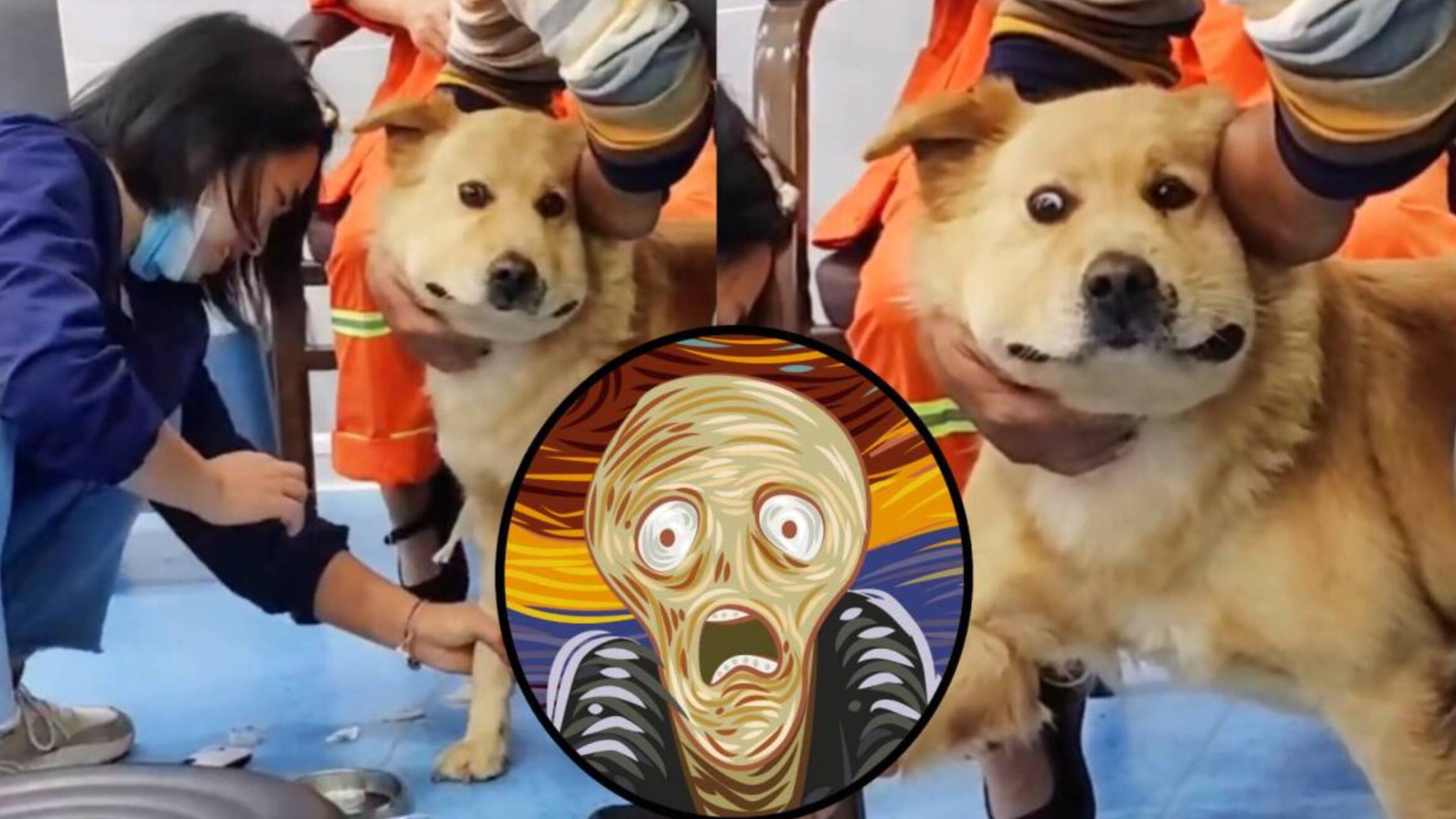 Hay que tratar a los animales con mucha paciencia